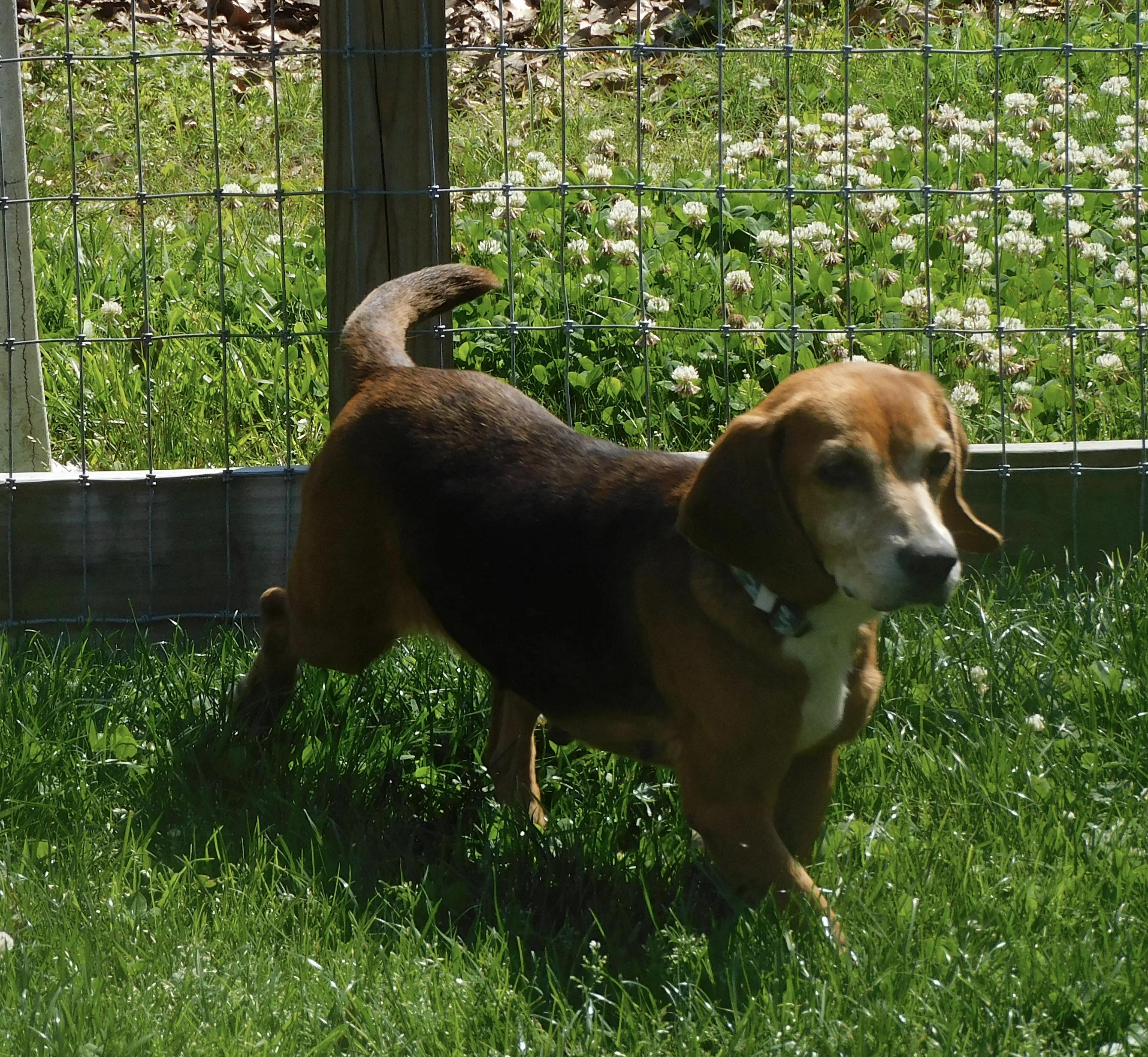 Enlarge Robin, a ADOPTABLE Beagle in Prairieville, LA image 2/6
