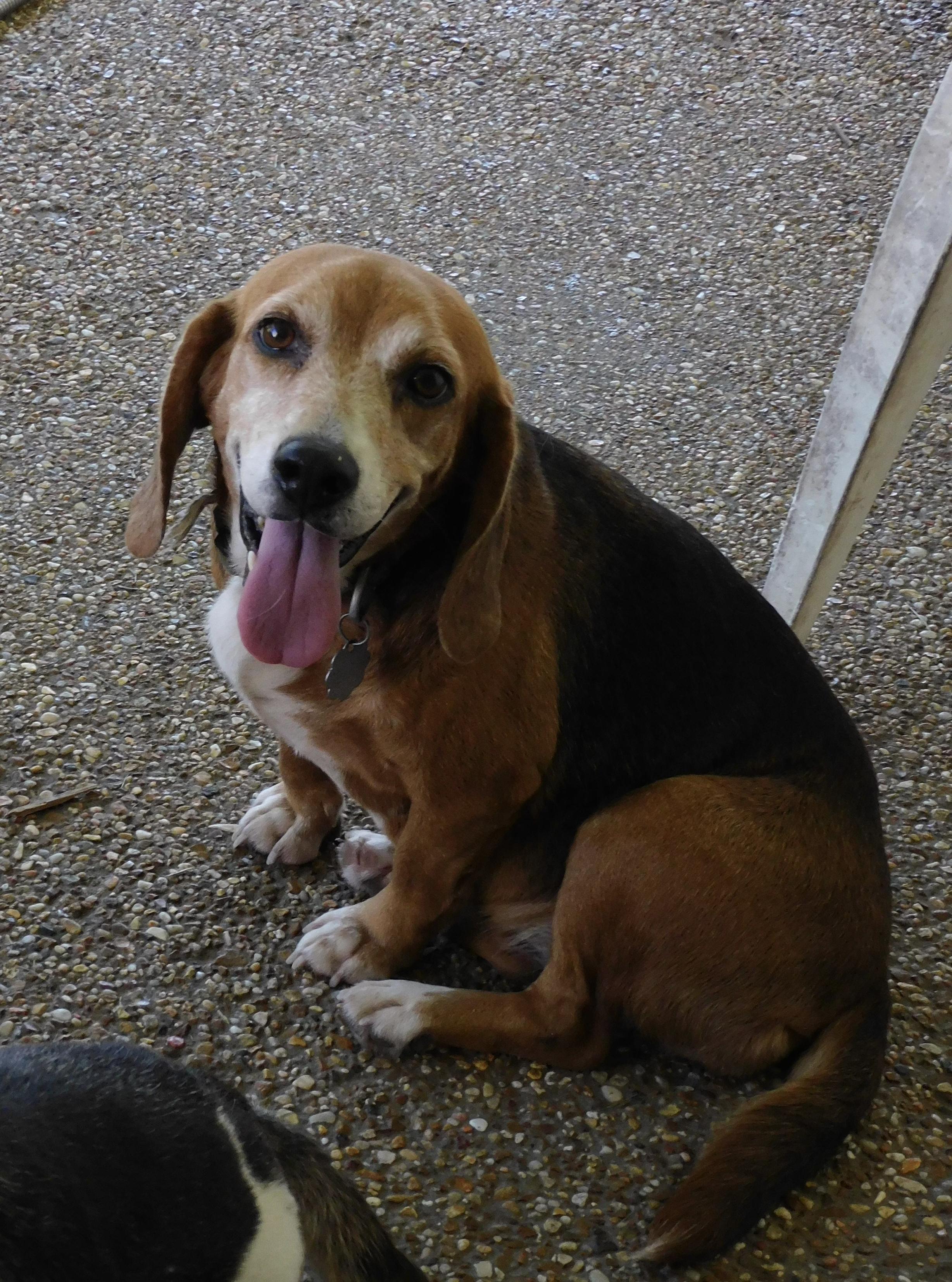 Enlarge Robin, a Adoptable Beagle in Prairieville, LA image 1/6