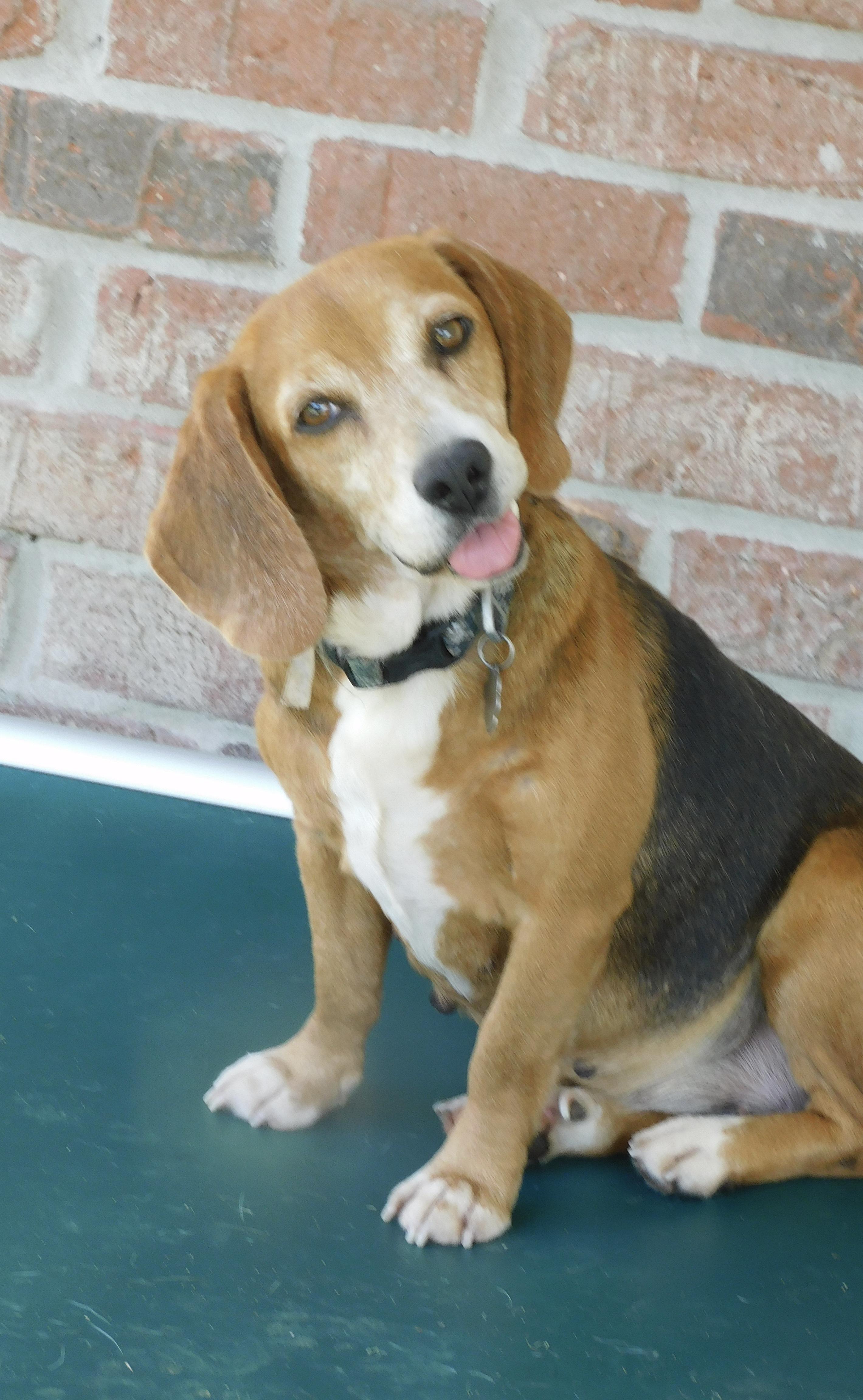 Enlarge Robin, a ADOPTABLE Beagle in Prairieville, LA image 1/6