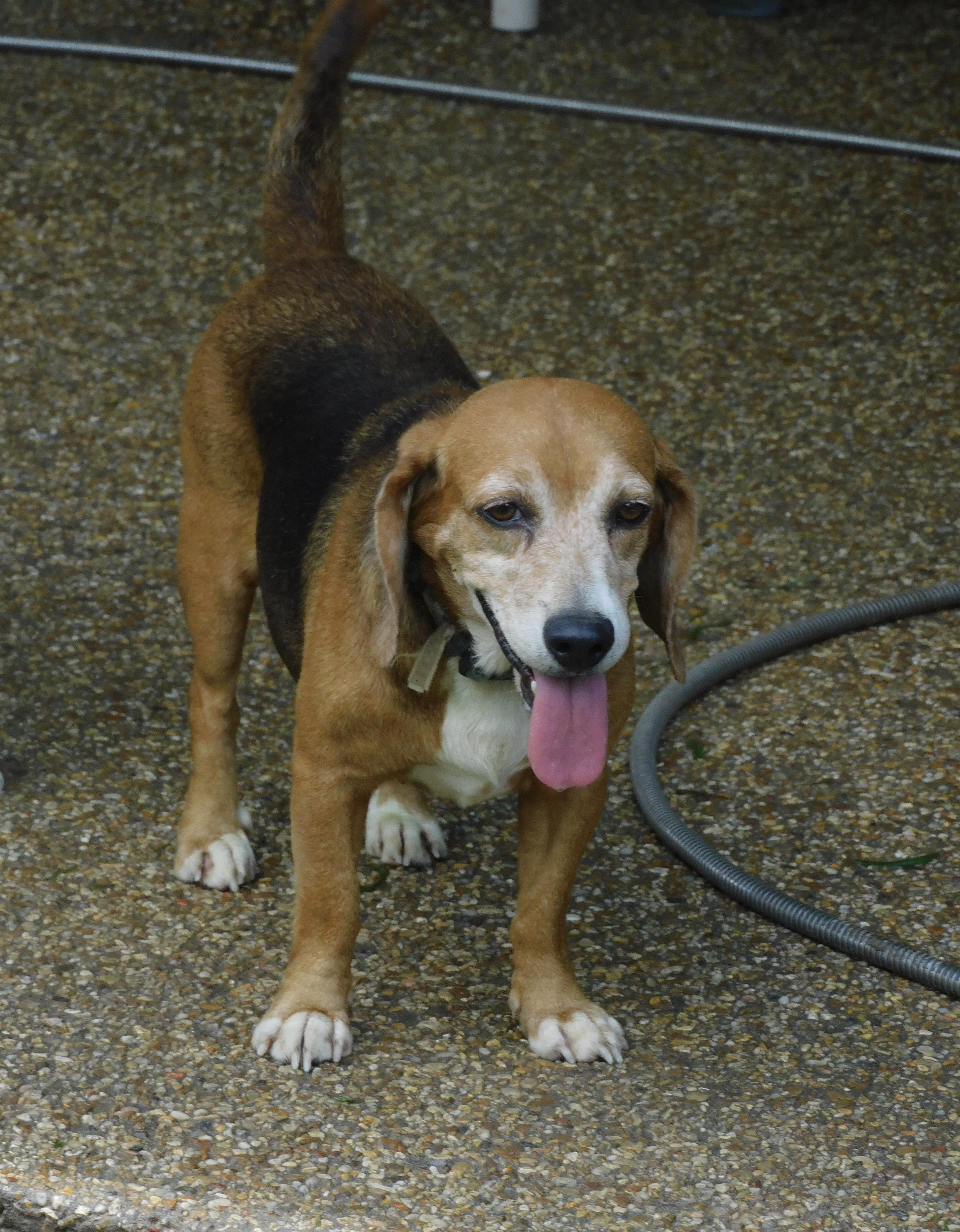 Enlarge Robin, a Adoptable Beagle in Prairieville, LA image 1/6
