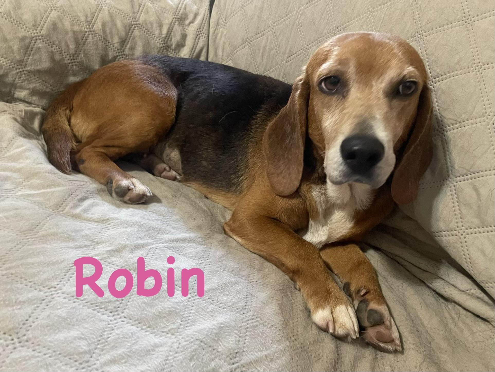 Robin, ADOPTABLE, Adult Female Beagle.