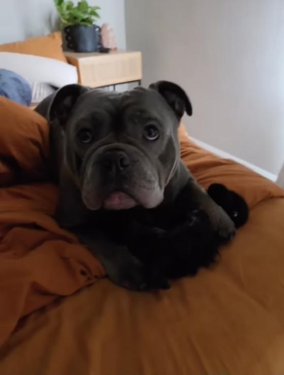 Gordo, Adoptable, Adult Male American Bulldog & Pit Bull Terrier.