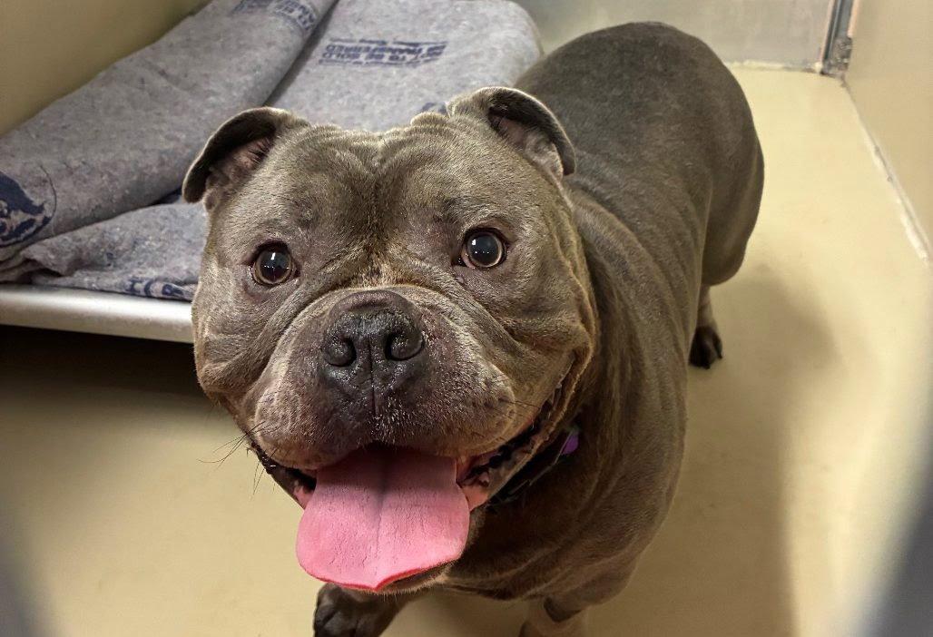 Enlarge Gordo, a Adoptable mixed breed in Chambersburg, PA image 2/3