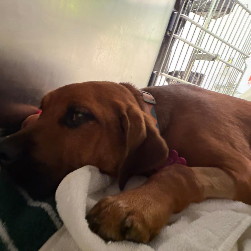 Rosie, Adoptable, Puppy Female Labrador Retriever & Mixed Breed.