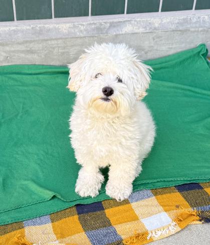 Kayce #547, Adoptable, Adult Male Maltese.
