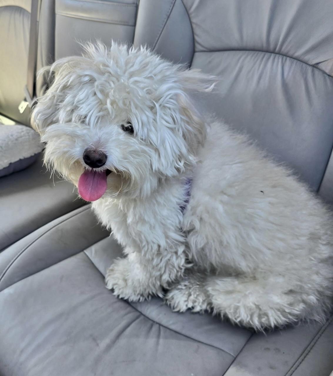 Enlarge Kayce #547, a Adoptable mixed breed in Placentia, CA image 2/2