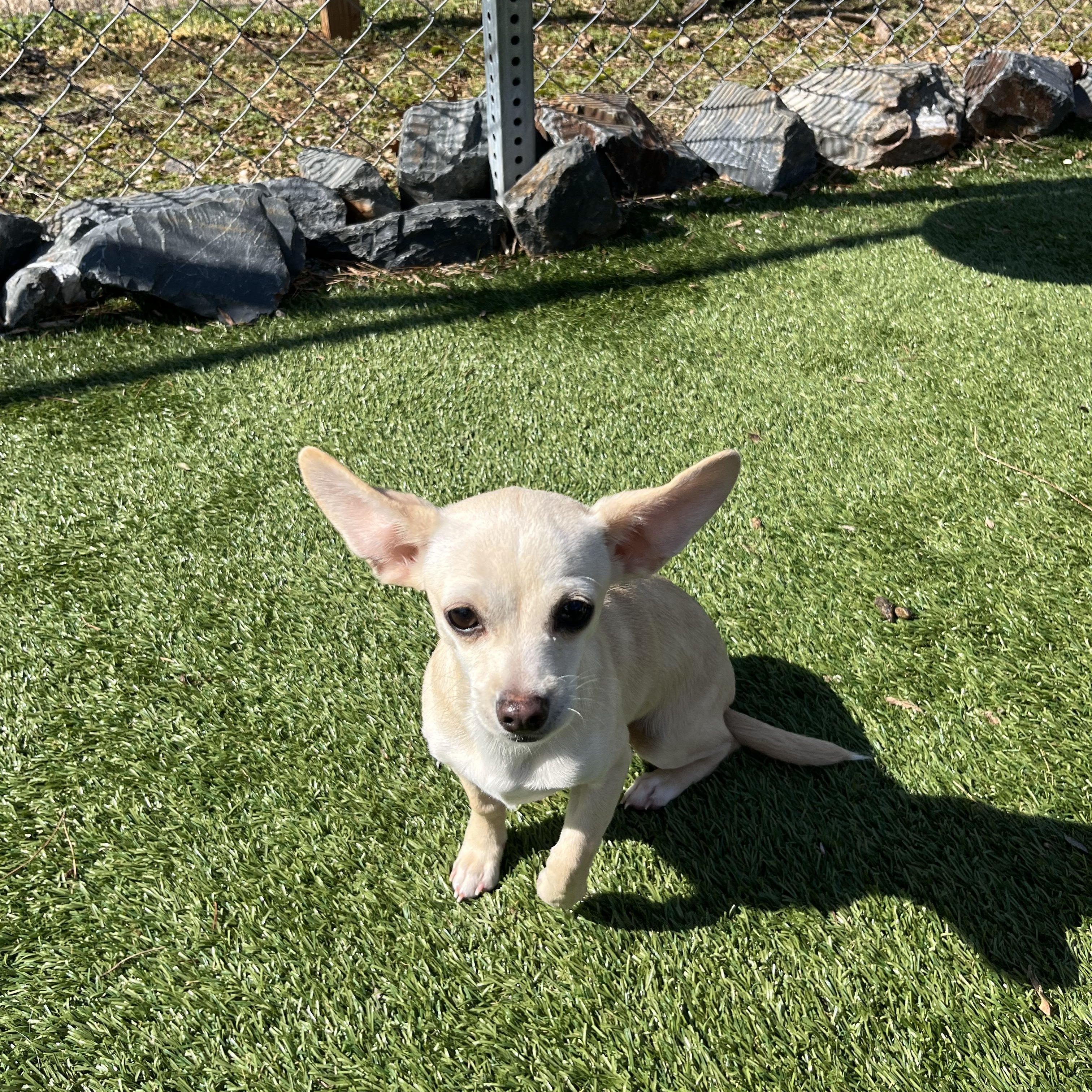 Wasabi, an adopted mixed breed in Salisbury, NC image 4/5