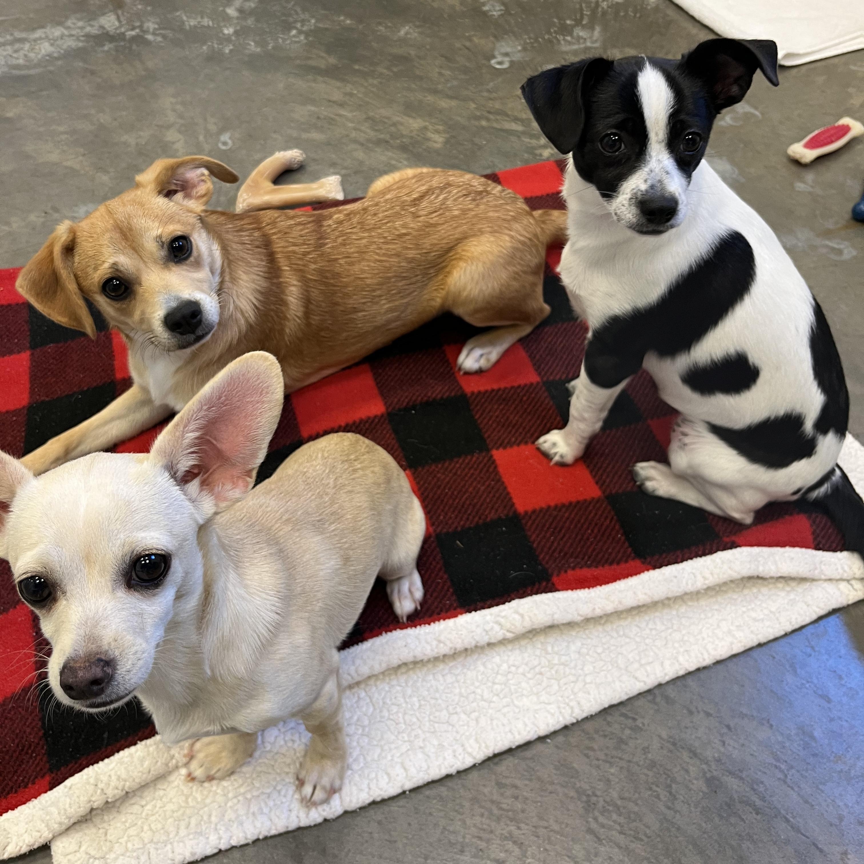 Wasabi, an adopted mixed breed in Salisbury, NC image 3/5