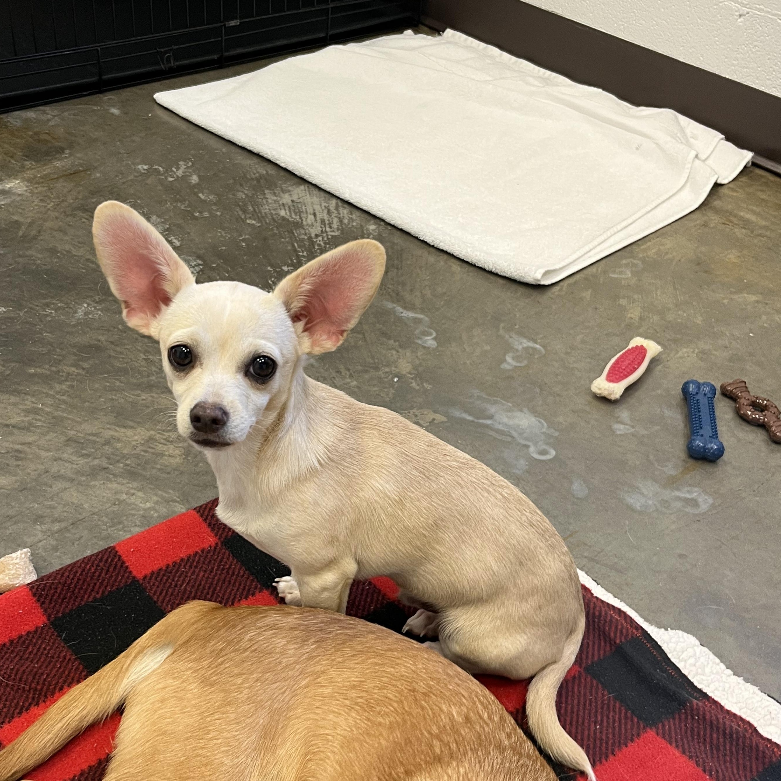 Wasabi, an adopted mixed breed in Salisbury, NC image 1/5