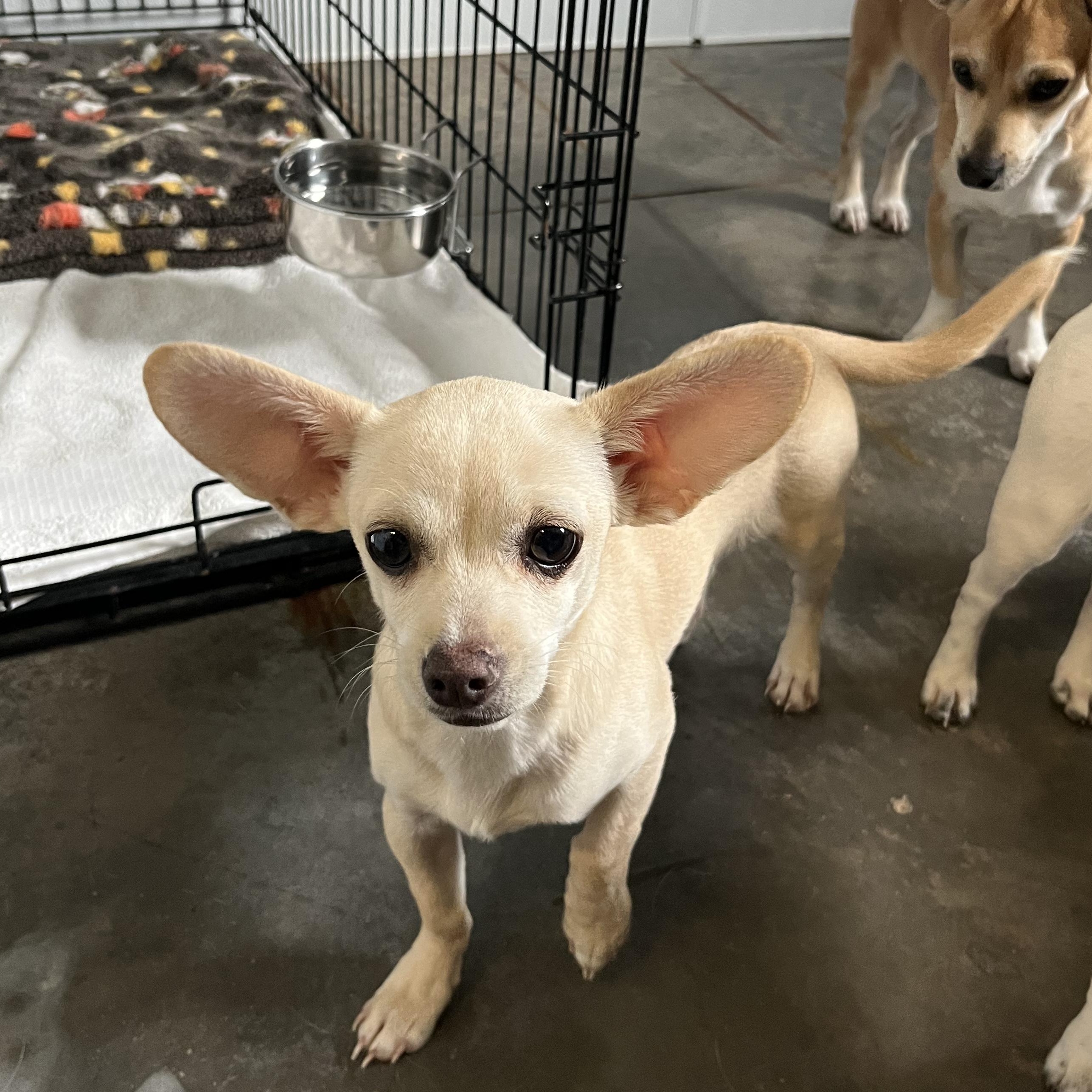 Wasabi, an adopted mixed breed in Salisbury, NC image 2/5