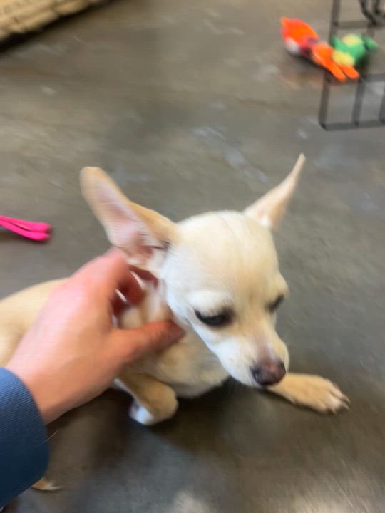 Enlarge Wasabi, an adopted mixed breed in Salisbury, NC video 5/5