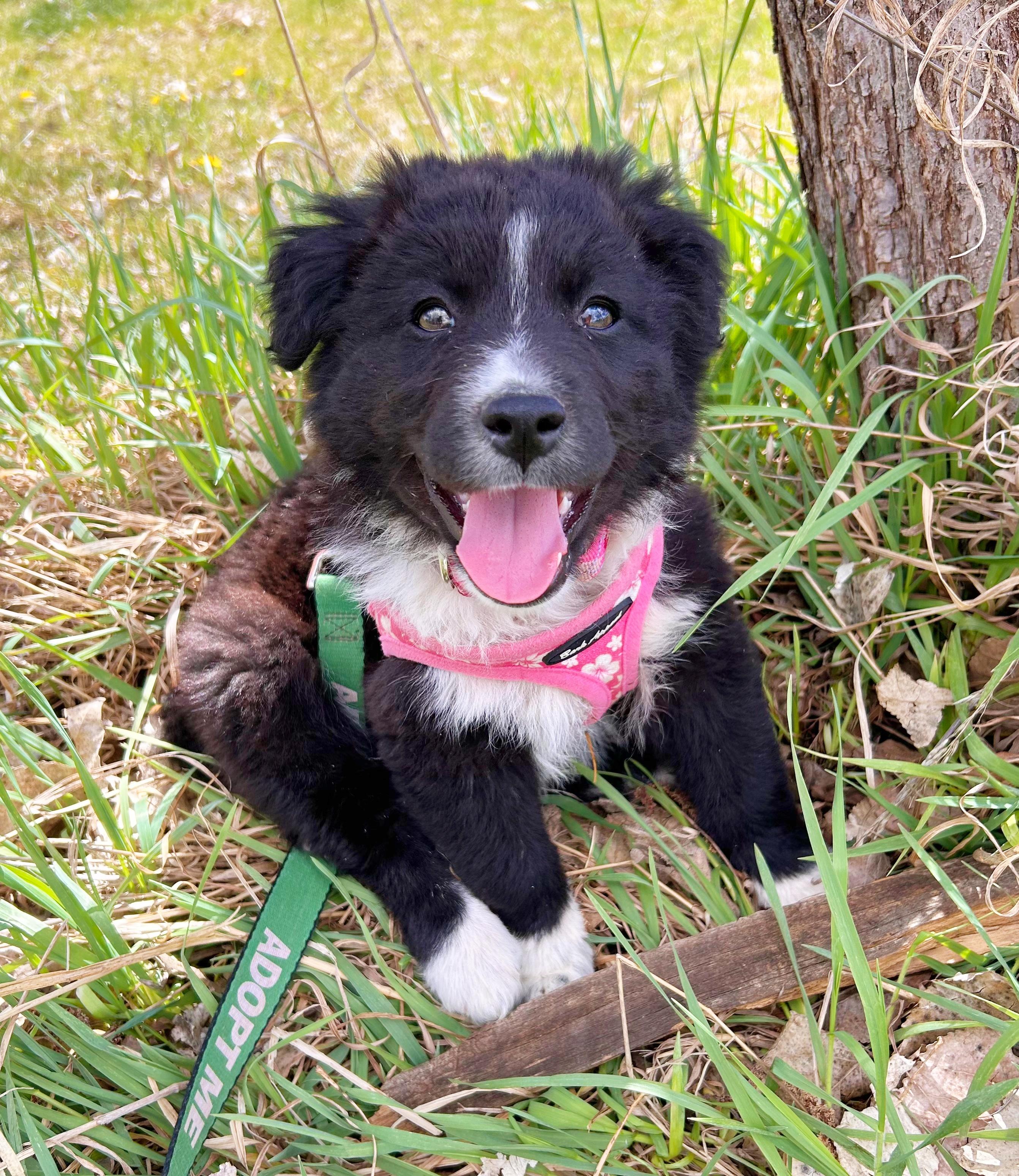 Jelly Belly, adopted, Puppy Female Border Collie & Australian Shepherd.