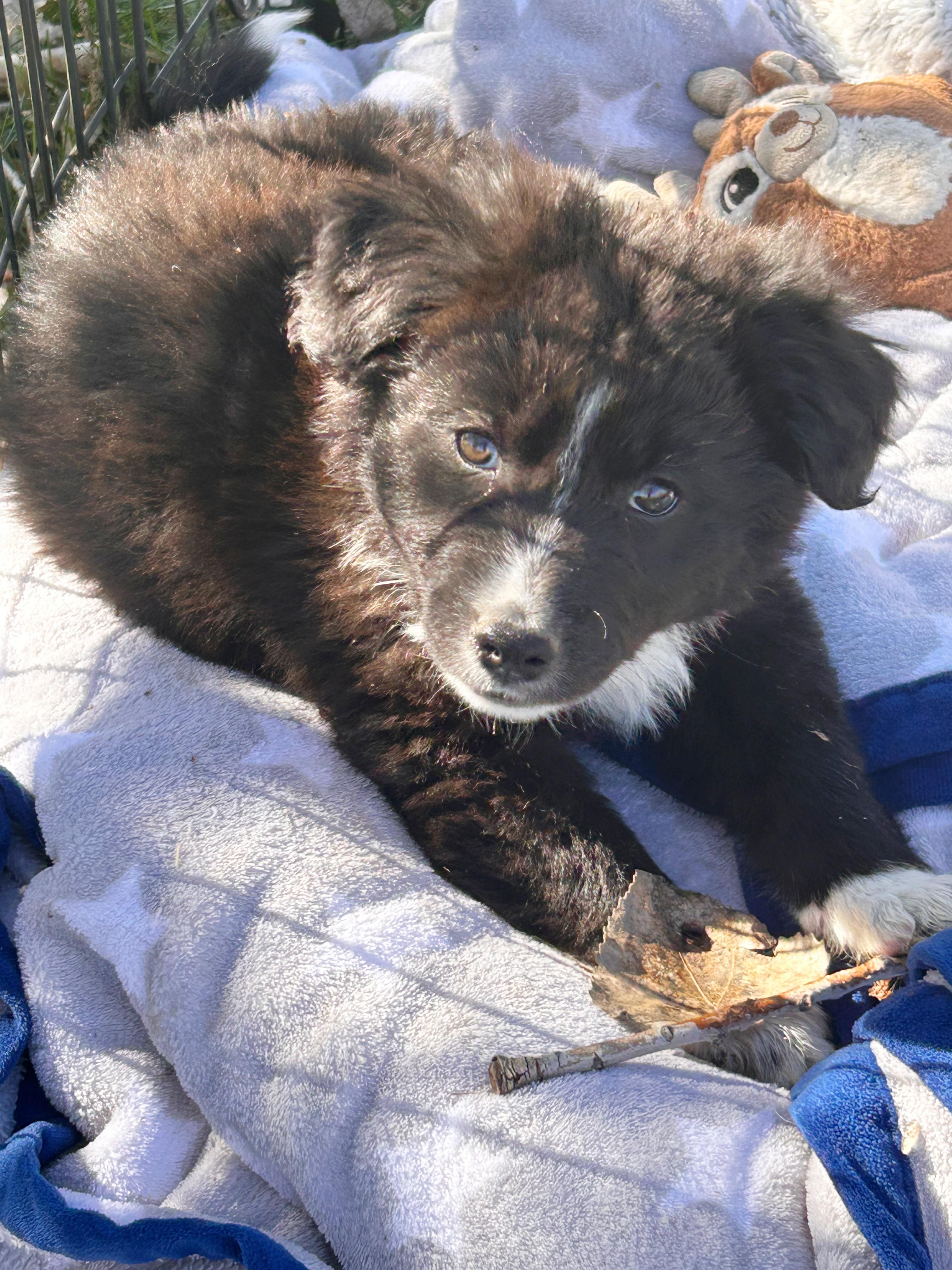 Enlarge Jelly Belly, an adopted mixed breed in Durango, CO image 2/2