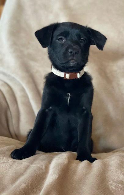 Lily, Adoptable, Puppy Female Labrador Retriever.