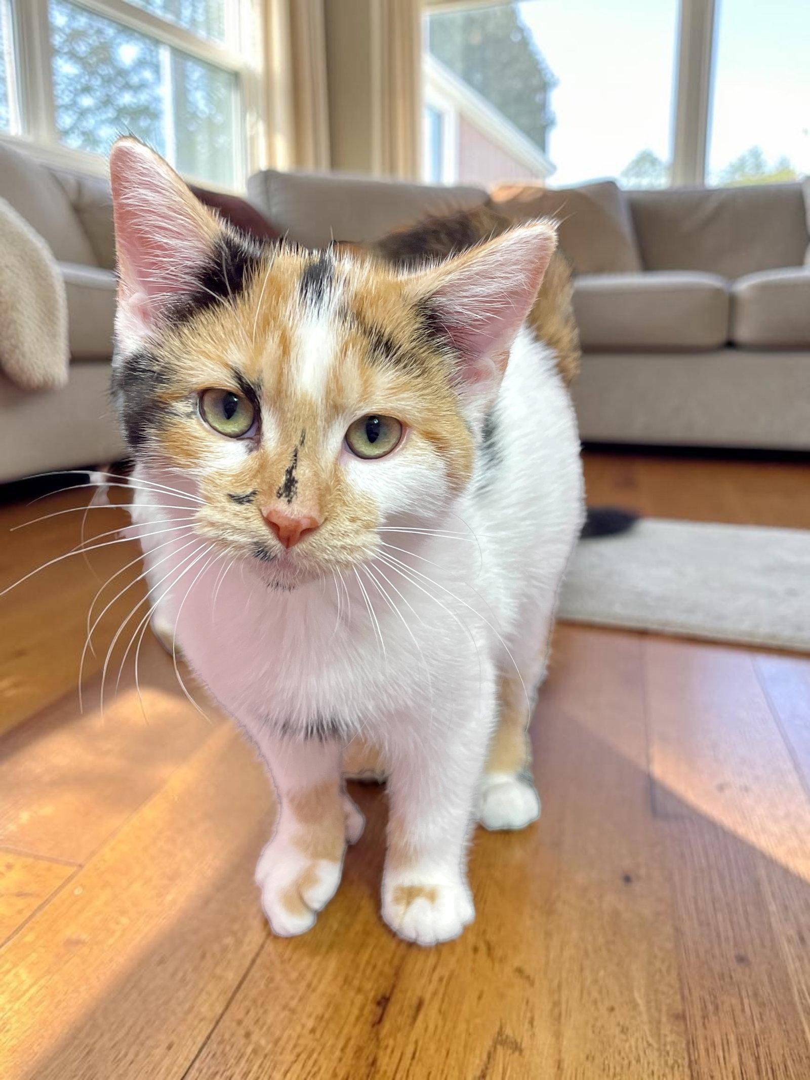 Seraphina, Adopted, Kitten Female Domestic Short Hair.
