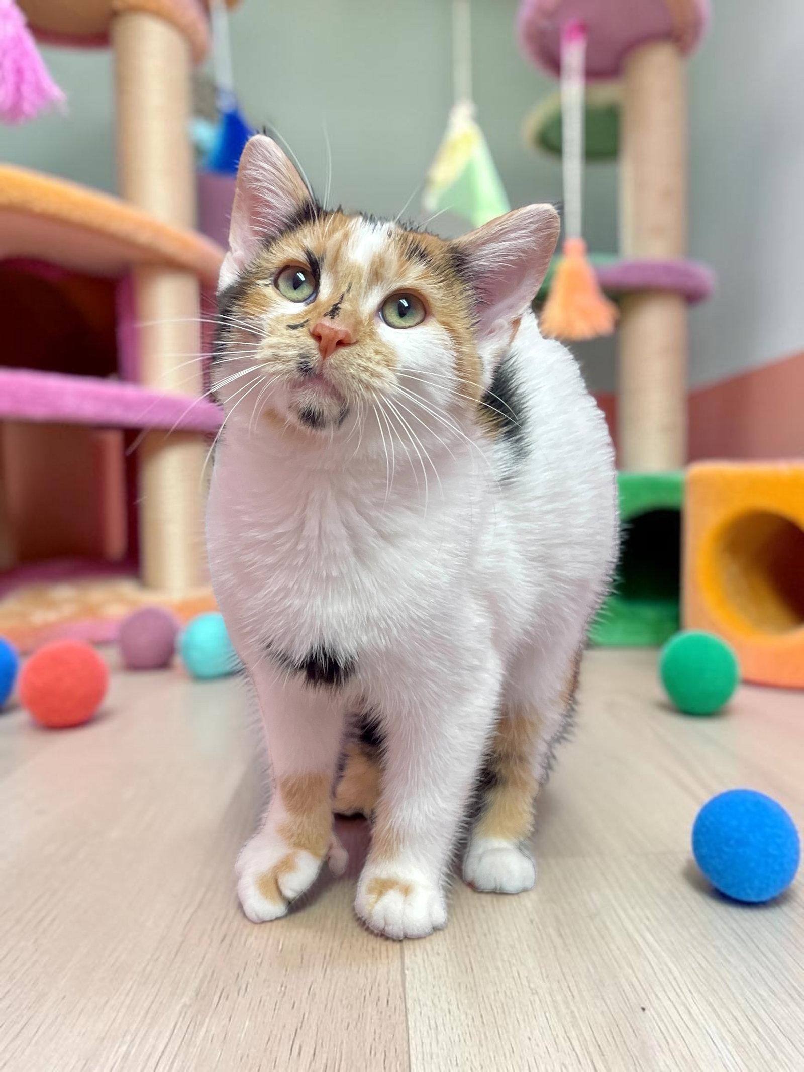 Enlarge Seraphina, a Adopted Domestic Short Hair in Champaign, IL image 2/3