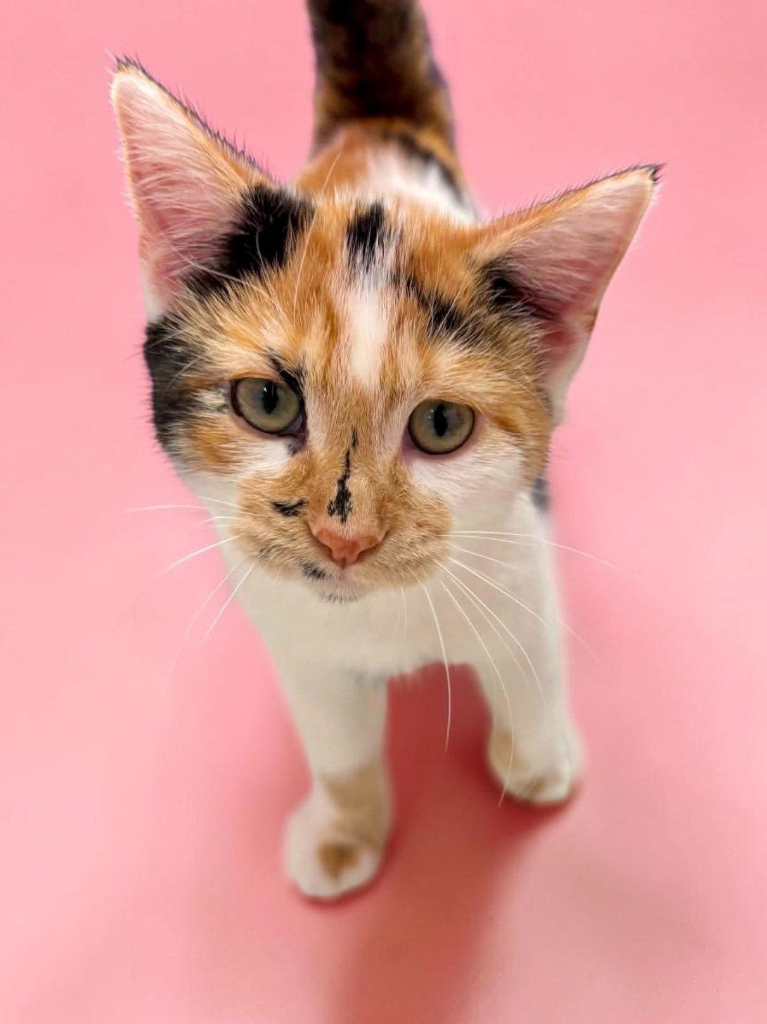 Enlarge Seraphina, a Adopted Domestic Short Hair in Champaign, IL image 3/3