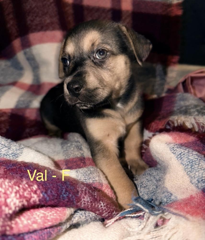 Val, Adoptable, Puppy Female Mixed Breed.