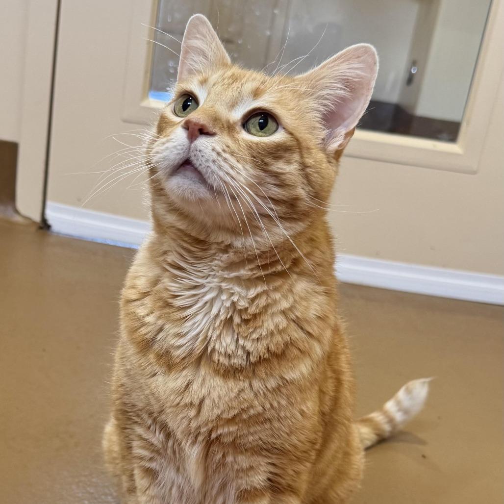 Enlarge Butters, a Adoptable Domestic Short Hair in Agoura Hills, CA image 1/4