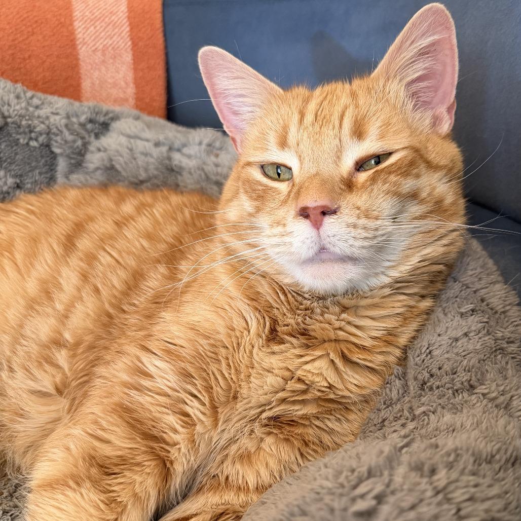 Enlarge Butters, a Adoptable Domestic Short Hair in Agoura Hills, CA image 2/4