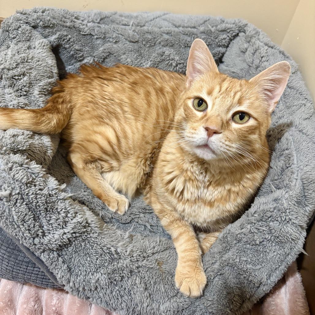 Enlarge Butters, a Adoptable Domestic Short Hair in Agoura Hills, CA image 3/4