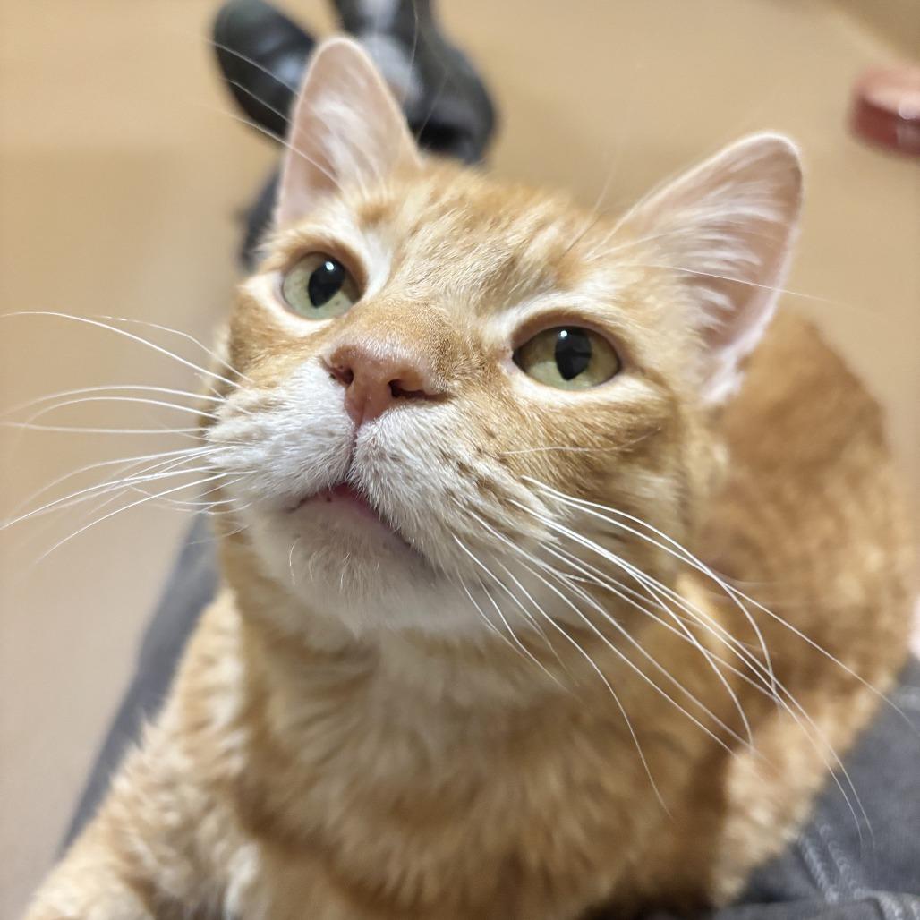 Enlarge Butters, a Adoptable Domestic Short Hair in Agoura Hills, CA image 4/4