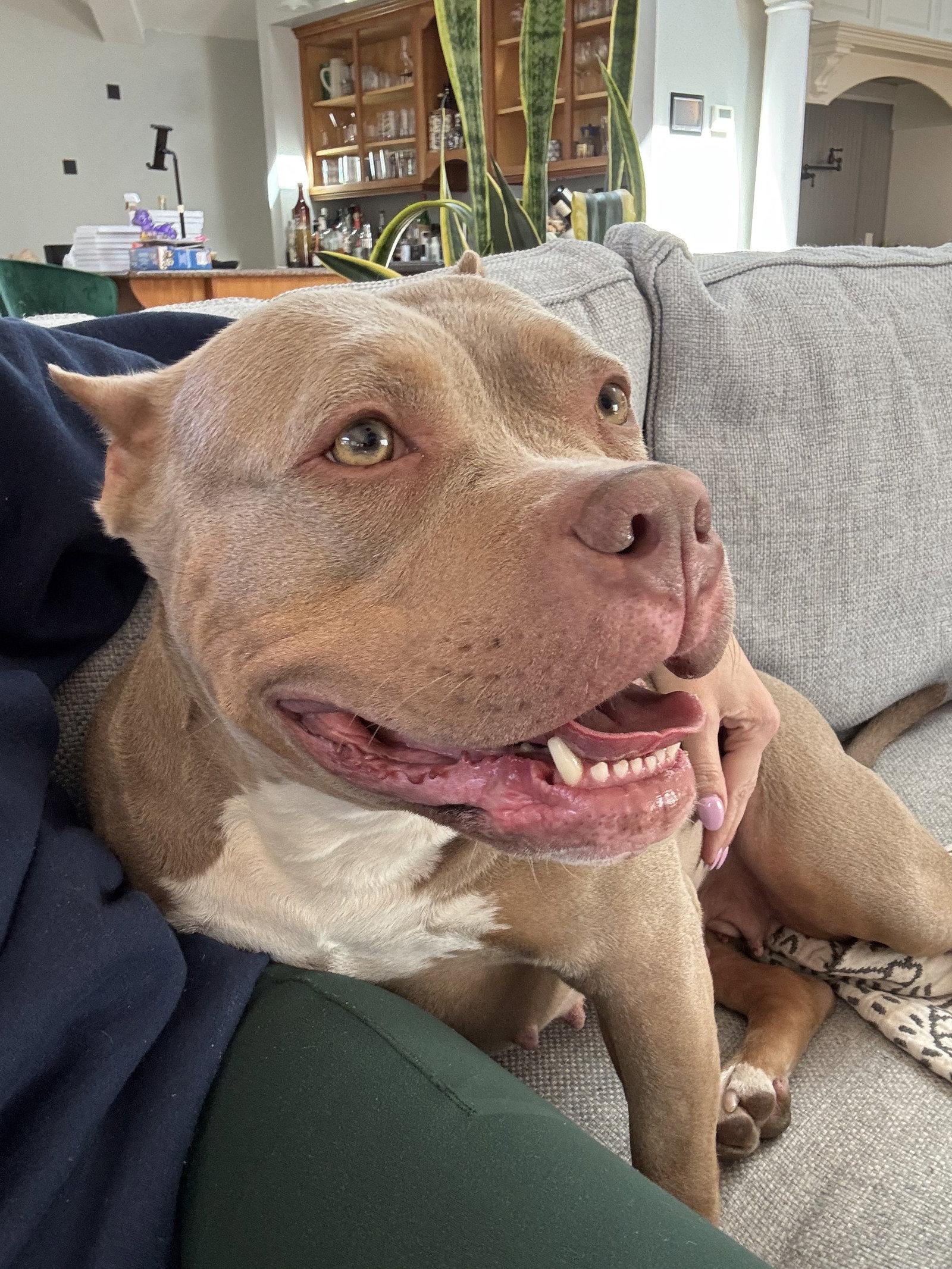 Enlarge Tango, a Adoptable Pit Bull Terrier in Framingham, MA image 2/3