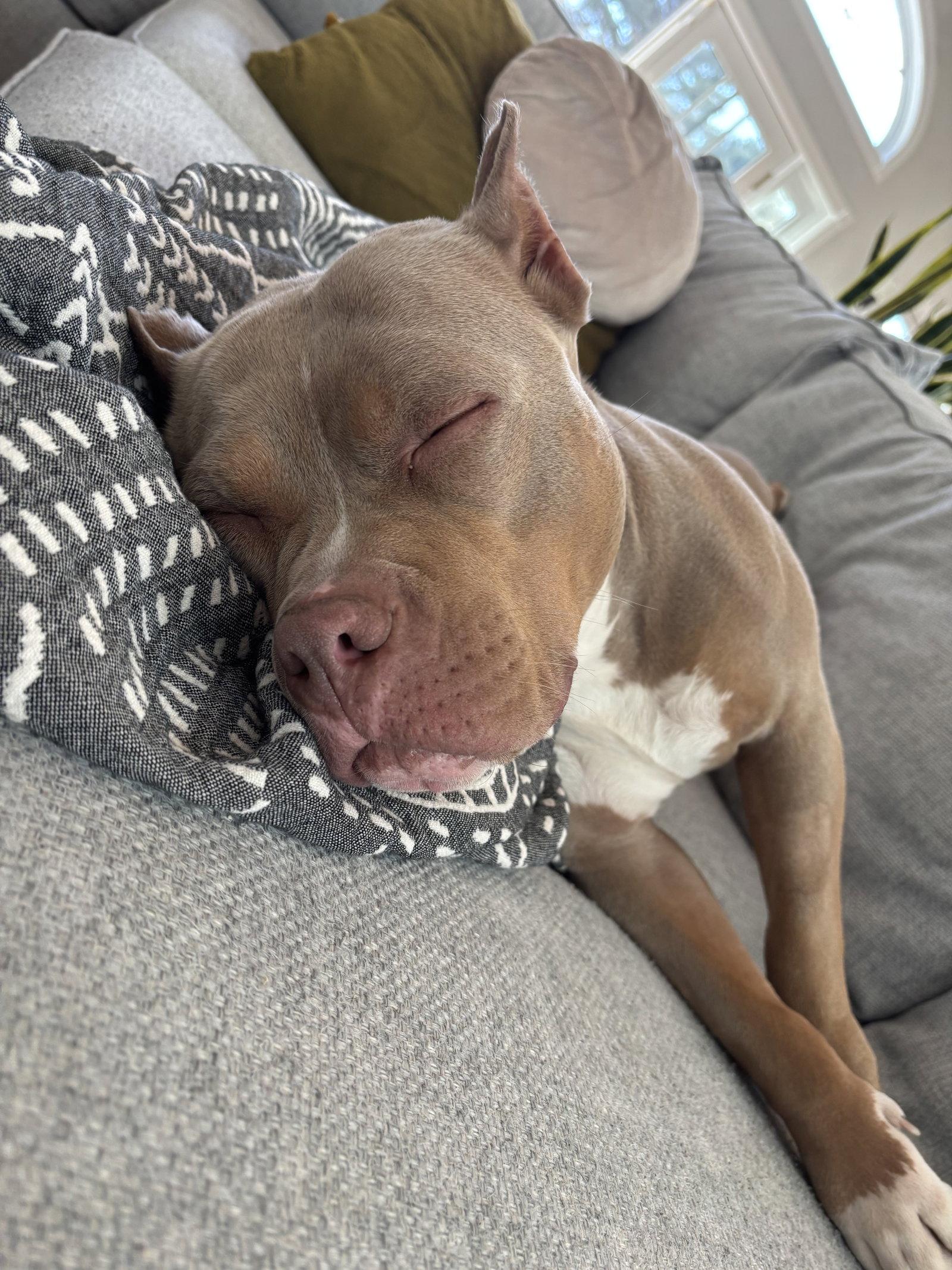 Enlarge Tango, a Adoptable Pit Bull Terrier in Framingham, MA image 3/3