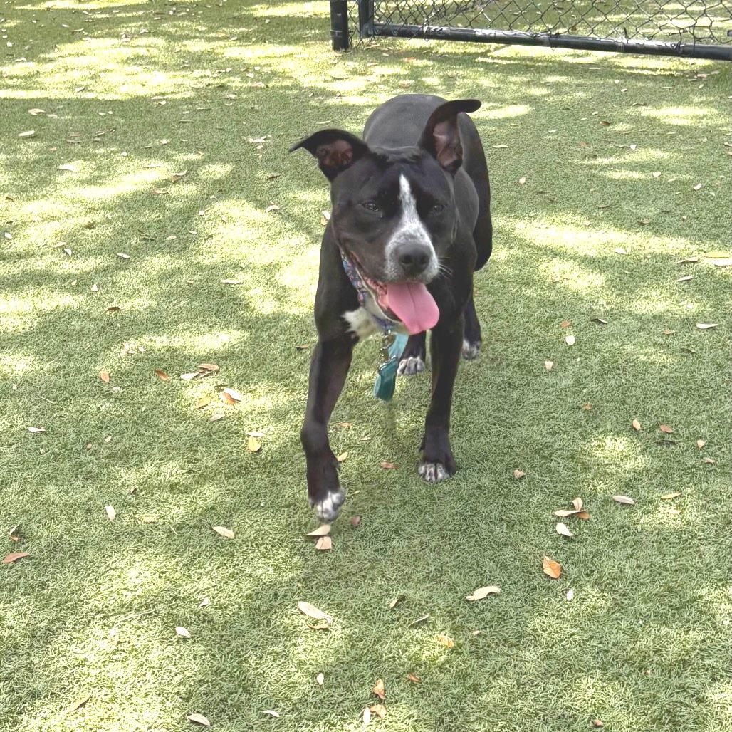 Lainey, Adoptable, Adult Female Mixed Breed.