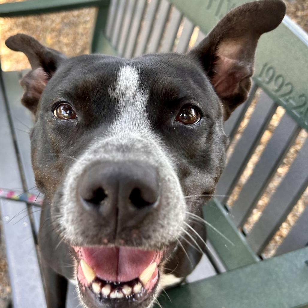 Enlarge Lainey, a Adoptable Mixed Breed in Sarasota, FL image 2/6