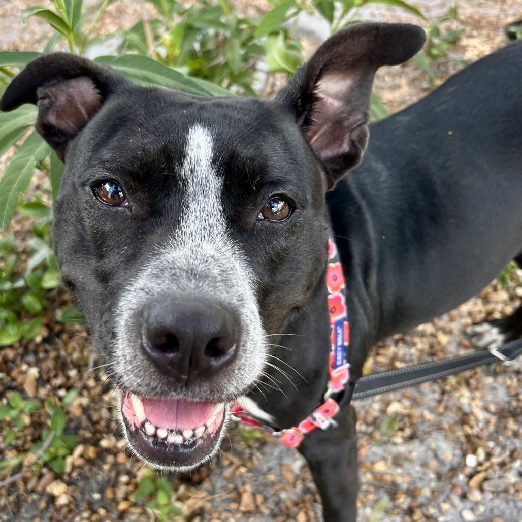 Enlarge Lainey, a Adoptable Mixed Breed in Sarasota, FL image 3/6