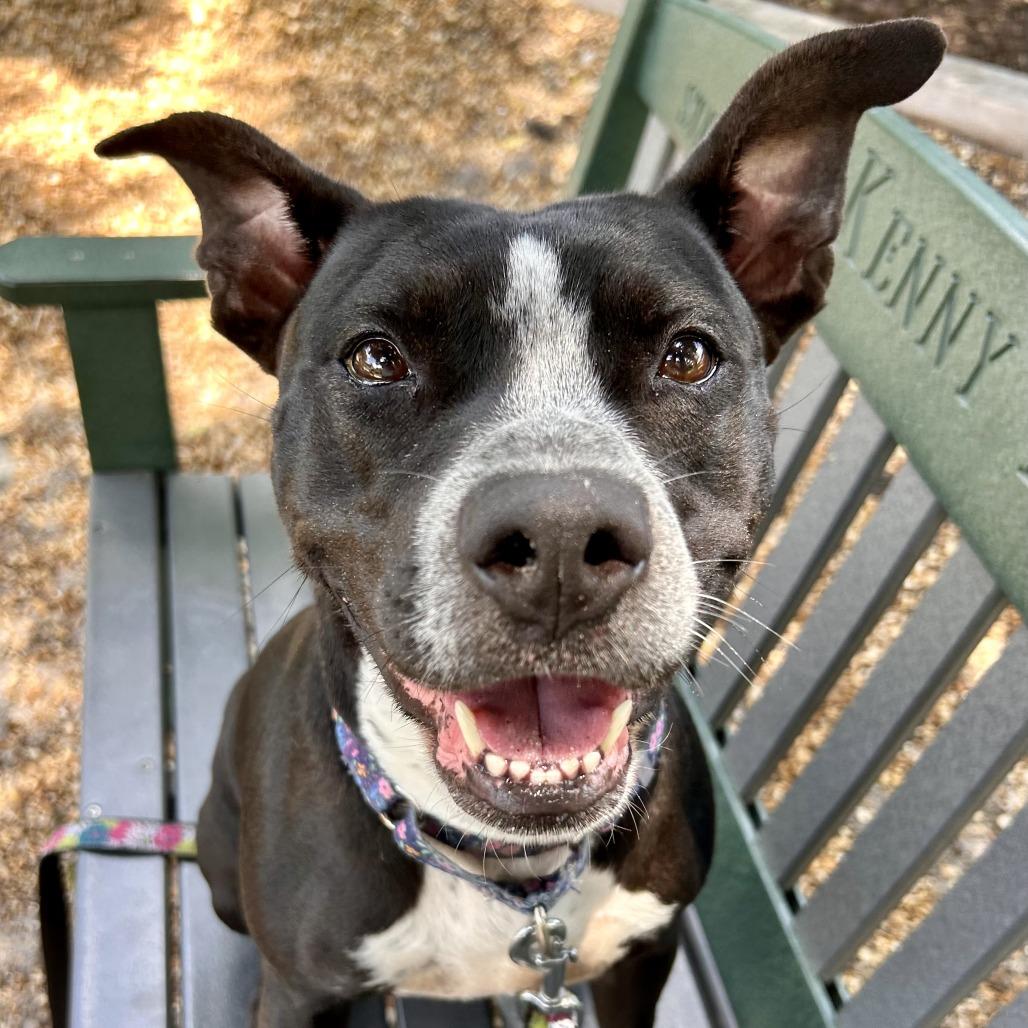 Enlarge Lainey, a Adoptable Mixed Breed in Sarasota, FL image 4/6