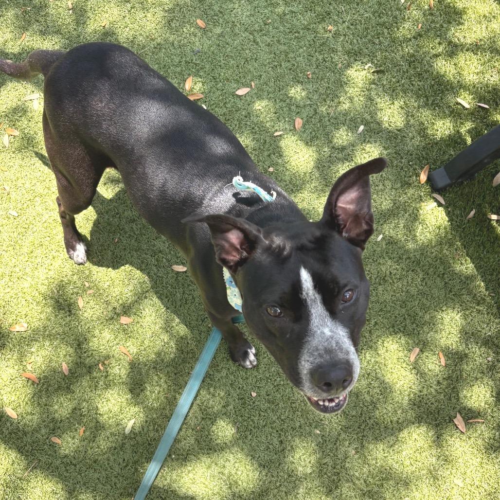 Enlarge Lainey, a Adoptable Mixed Breed in Sarasota, FL image 5/6
