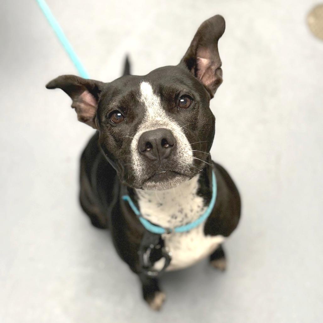 Enlarge Lainey, a Adoptable Mixed Breed in Sarasota, FL image 6/6