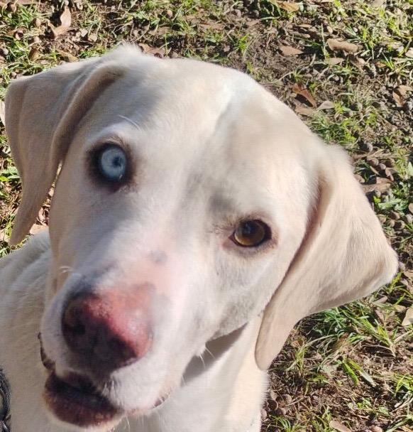 Enlarge TANK-JJ (COMO, TEXAS), a ADOPTABLE mixed breed in COMO, TX image 4/4