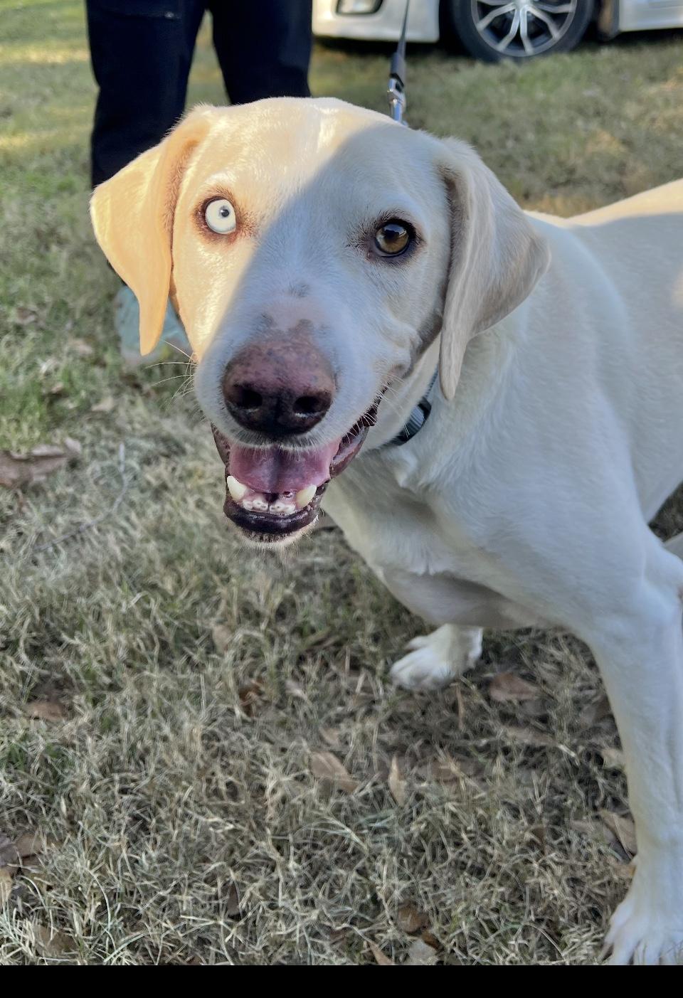 Enlarge TANK-JJ (COMO, TEXAS), a ADOPTABLE mixed breed in COMO, TX image 3/4