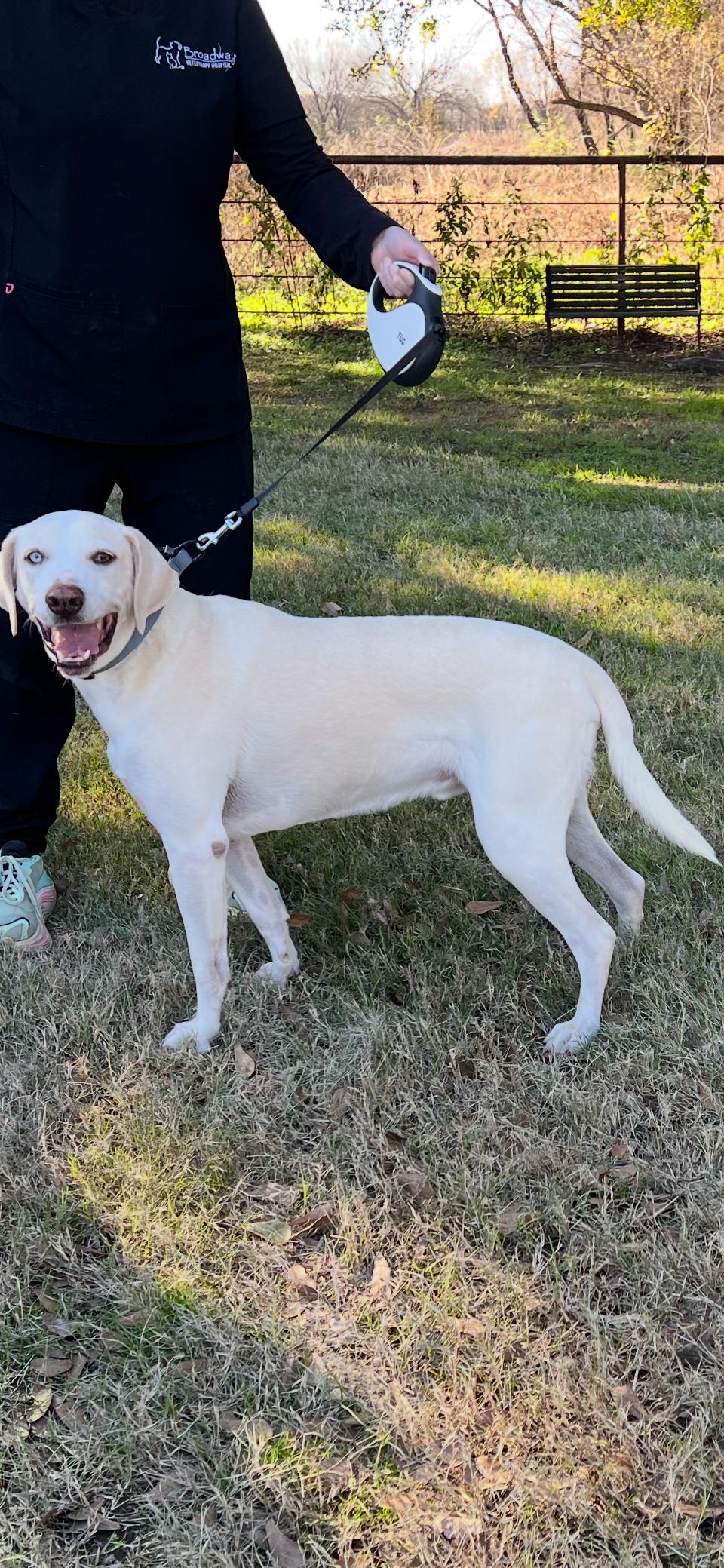 TANK-JJ (COMO, TEXAS), ADOPTABLE, Adult Male Catahoula Leopard Dog.