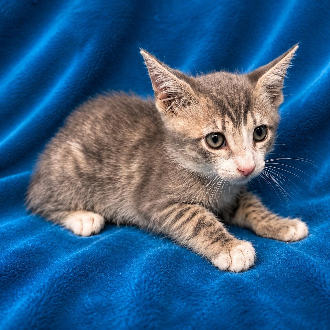 Atlas, ADOPTABLE, Young Male Domestic Short Hair.