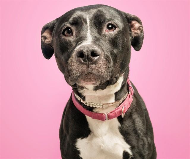 Enlarge SUNSHINE, a Adoptable Pit Bull Terrier in Saint Louis, MO image 1/1