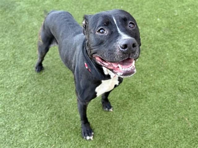 SUNSHINE, Adoptable, Adult Female Pit Bull Terrier.