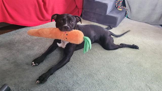 Enlarge SUNSHINE, a Adoptable Pit Bull Terrier in Saint Louis, MO image 1/1