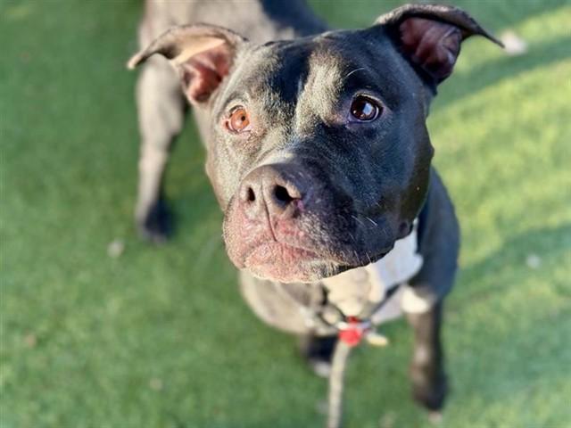 SUNSHINE, Adoptable, Adult Female Pit Bull Terrier.