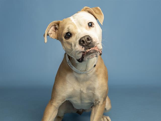 OLIVE OYL, Adoptable, Adult Female Pit Bull Terrier.