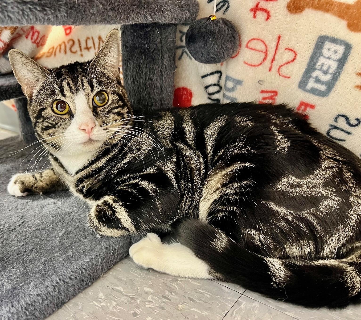 Monty, adopted, Adult Male Domestic Short Hair.