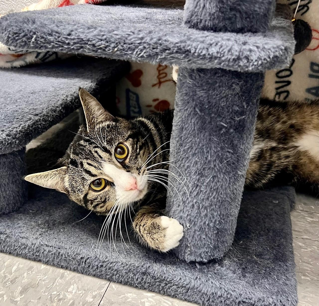 Enlarge Monty, an adopted Domestic Short Hair in Edinburg, VA image 2/2