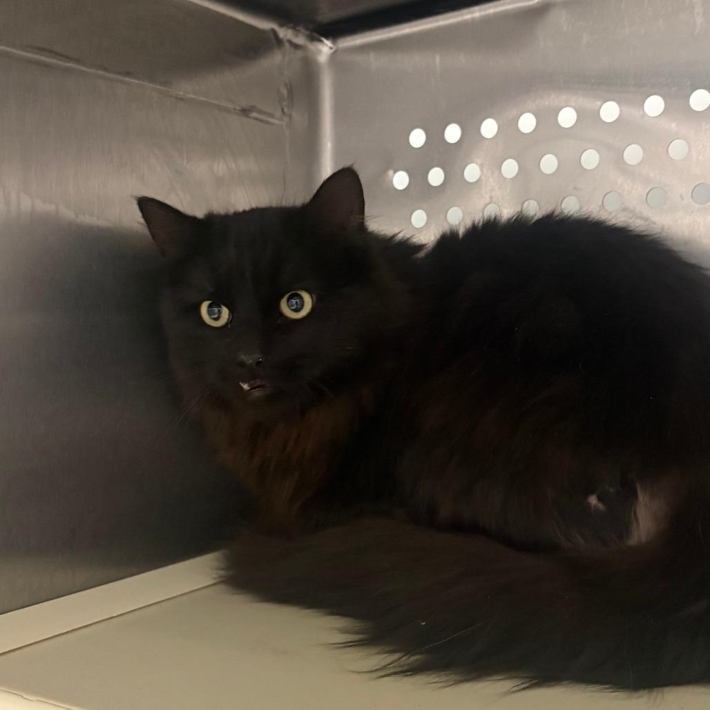 Benji, Adoptable, Young Male Domestic Long Hair.