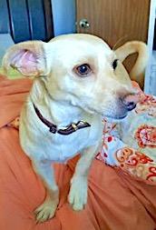 Kirby, Adoptable, Adult Male Corgi & Chihuahua.