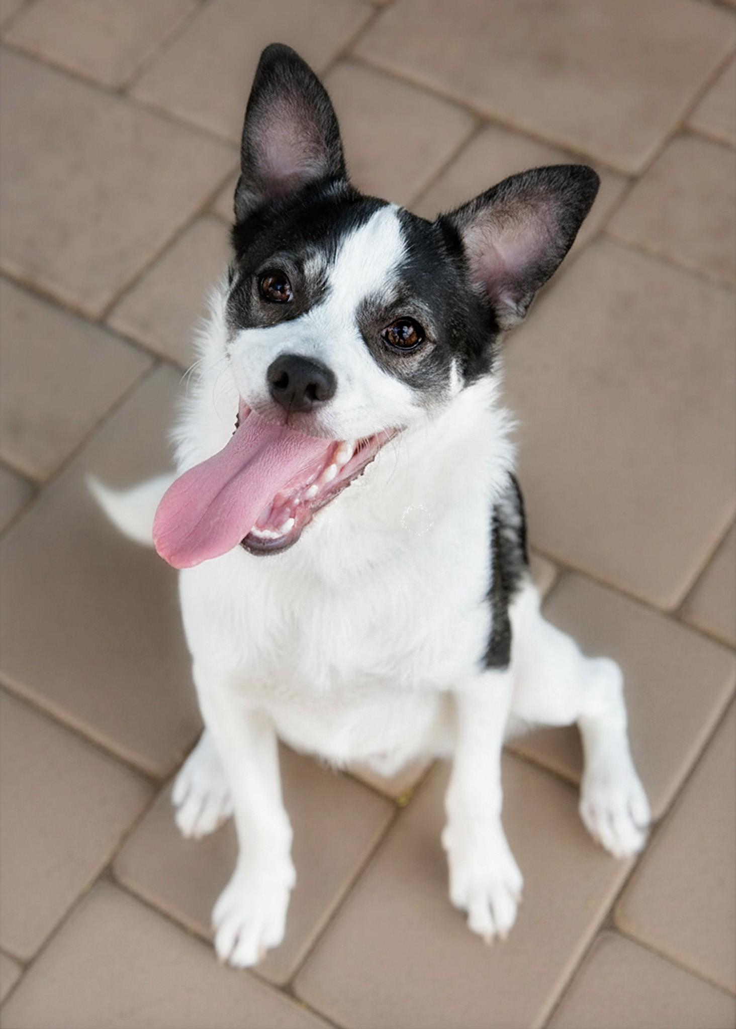Enlarge Goose, a Adoptable mixed breed in El Cajon, CA image 2/2