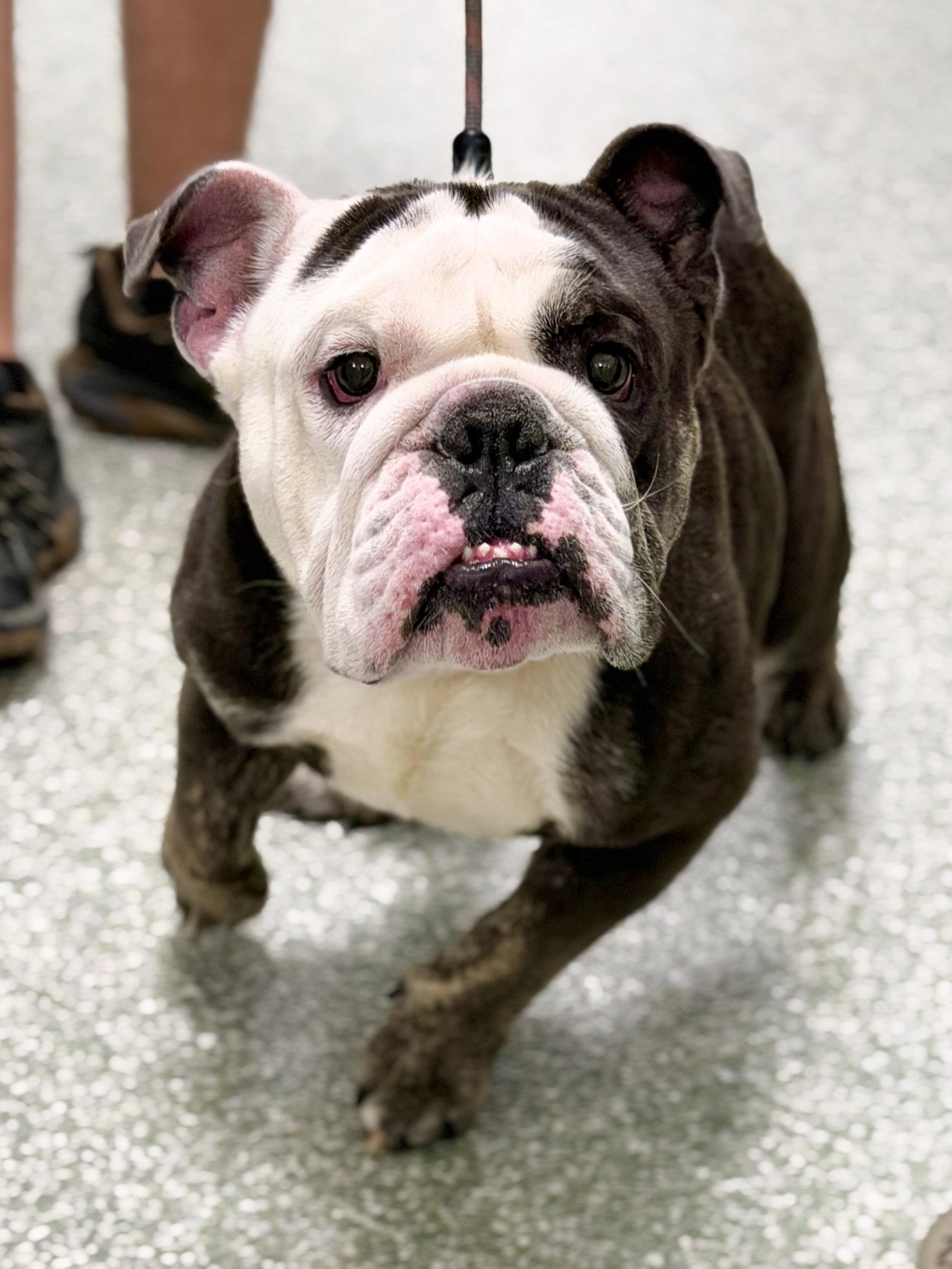 Spike, Adopted, Adult Male American Bulldog.
