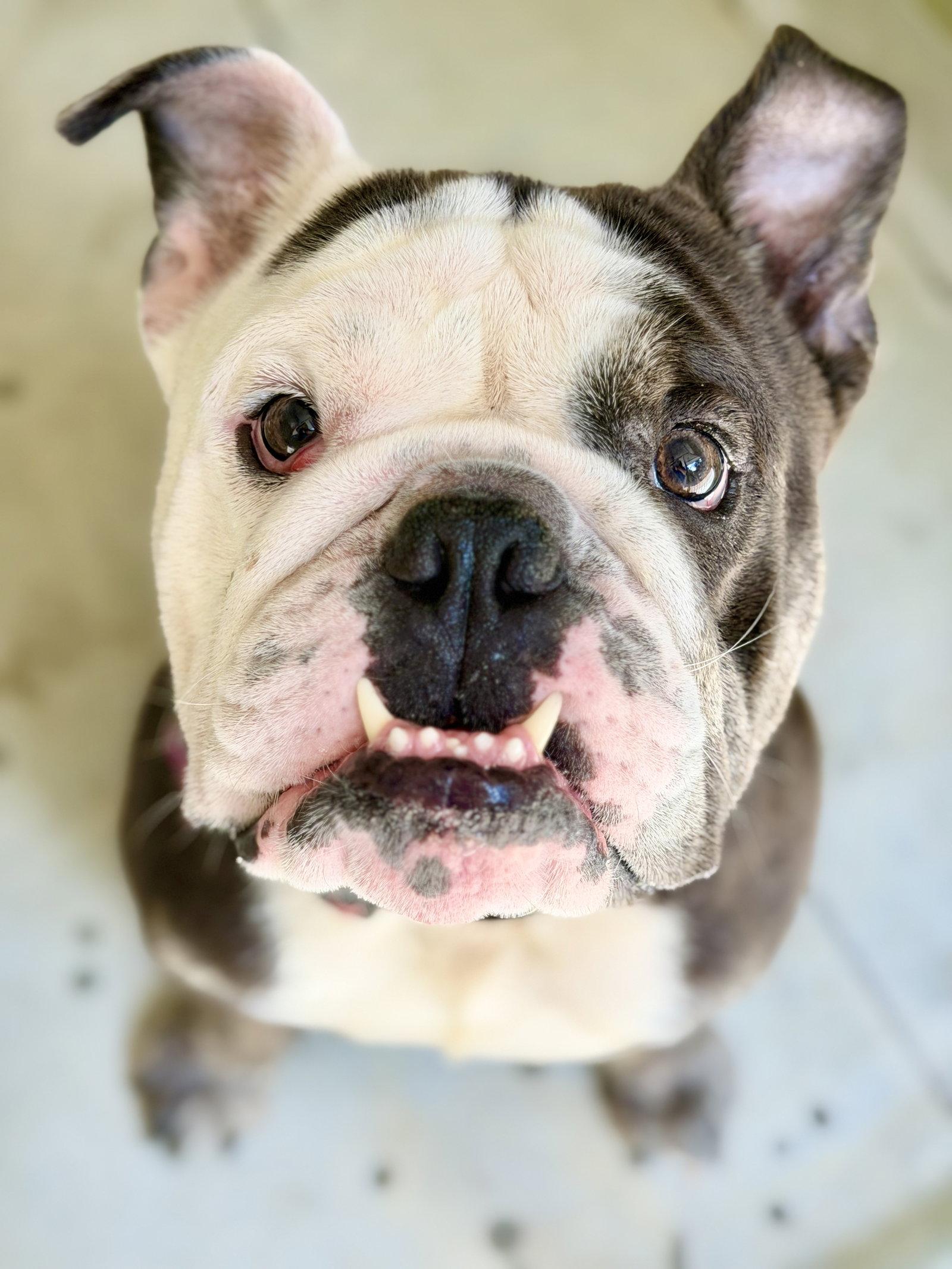 Enlarge Spike, a Adopted American Bulldog in West Cornwall, CT image 2/3